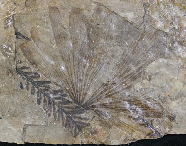Ginko and Metasequoia Plant Fossils - Cache Creek #1127
